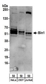 Bin1 Antibody in Western Blot (WB)