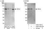 ORC2 Antibody in Western Blot (WB)