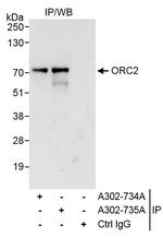 ORC2 Antibody in Immunoprecipitation (IP)