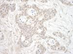 ORC3 Polyclonal Antibody