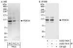 PDE3A Polyclonal Antibody