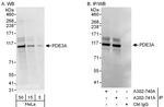 PDE3A Polyclonal Antibody