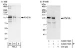 PDE3B Polyclonal Antibody