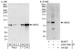 MSK2 Antibody in Western Blot (WB)