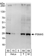 PSMA5 Antibody in Western Blot (WB)