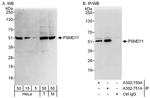 PSMD11 Polyclonal Antibody