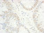 RAP74 Polyclonal Antibody