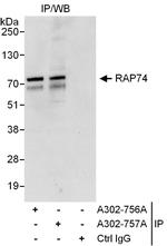 RAP74 Polyclonal Antibody