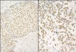 GMEB1 Polyclonal Antibody