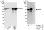 GMEB1 Antibody in Western Blot (WB)