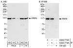 PRP6 Antibody in Western Blot (WB)