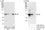 AIF Antibody in Western Blot (WB)