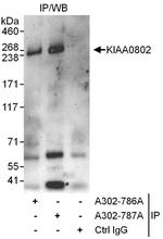 KIAA0802 Polyclonal Antibody