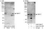 FBP17 Polyclonal Antibody