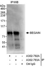 BEGAIN Polyclonal Antibody
