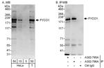 FYCO1 Polyclonal Antibody