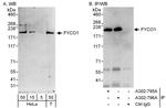 FYCO1 Polyclonal Antibody