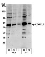 ATXN7L3 Polyclonal Antibody