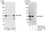 PQBP1 Antibody in Western Blot (WB)