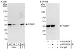 PQBP1 Antibody in Western Blot (WB)