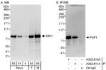 FAF1 Antibody in Western Blot (WB)