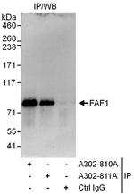 FAF1 Antibody in Immunoprecipitation (IP)