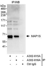 MAP1S Polyclonal Antibody