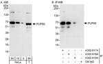 PUF60 Antibody in Western Blot (WB)