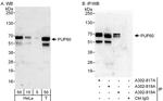 PUF60 Antibody in Western Blot (WB)