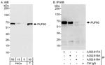PUF60 Antibody in Western Blot (WB)