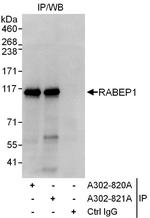 RABEP1 Polyclonal Antibody