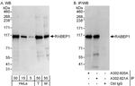 RABEP1 Polyclonal Antibody