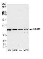 HJURP Antibody in Western Blot (WB)