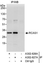 RCAS1 Antibody in Immunoprecipitation (IP)