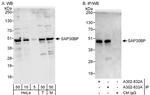 SAP30BP Polyclonal Antibody