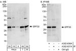 SPF30 Polyclonal Antibody