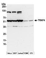TRAF4 Polyclonal Antibody