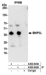 BNIP3L Polyclonal Antibody