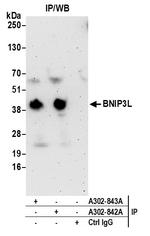 BNIP3L Polyclonal Antibody