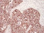 HSP60 Antibody in Immunohistochemistry (Paraffin) (IHC (P))