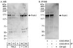 PolA1 Polyclonal Antibody