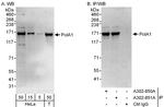PolA1 Polyclonal Antibody