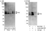 FAS Antibody in Western Blot (WB)