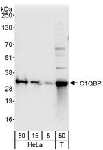 C1QBP Antibody in Western Blot (WB)