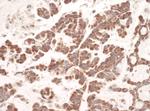 C1QBP Polyclonal Antibody