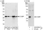 C1QBP Antibody in Western Blot (WB)