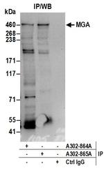 MGA Polyclonal Antibody