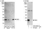 MAX Antibody in Western Blot (WB)