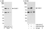 ICAM-1 Antibody in Western Blot (WB)