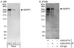 MUPP1 Polyclonal Antibody
